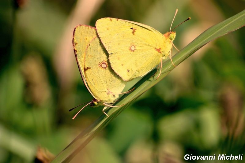 M e F  : foto di coppia